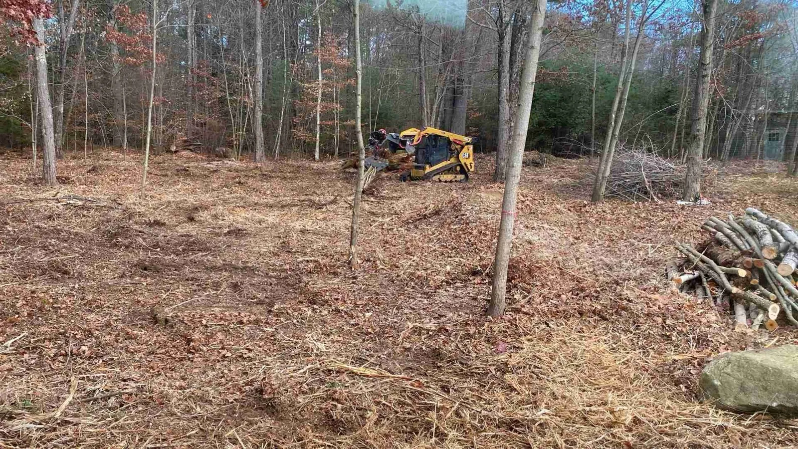 Woodlot with the understory mulched clean, mulcher working in the trees