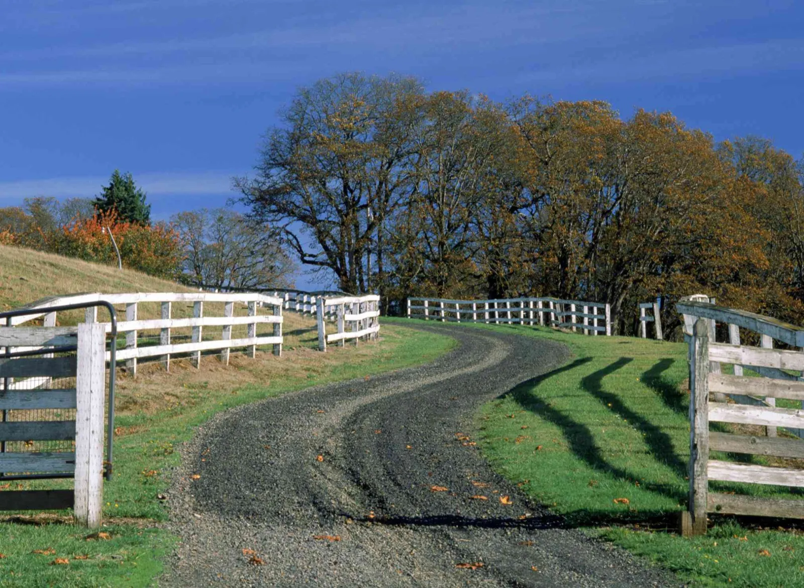 Gravel lane running between white fences on a pasture
