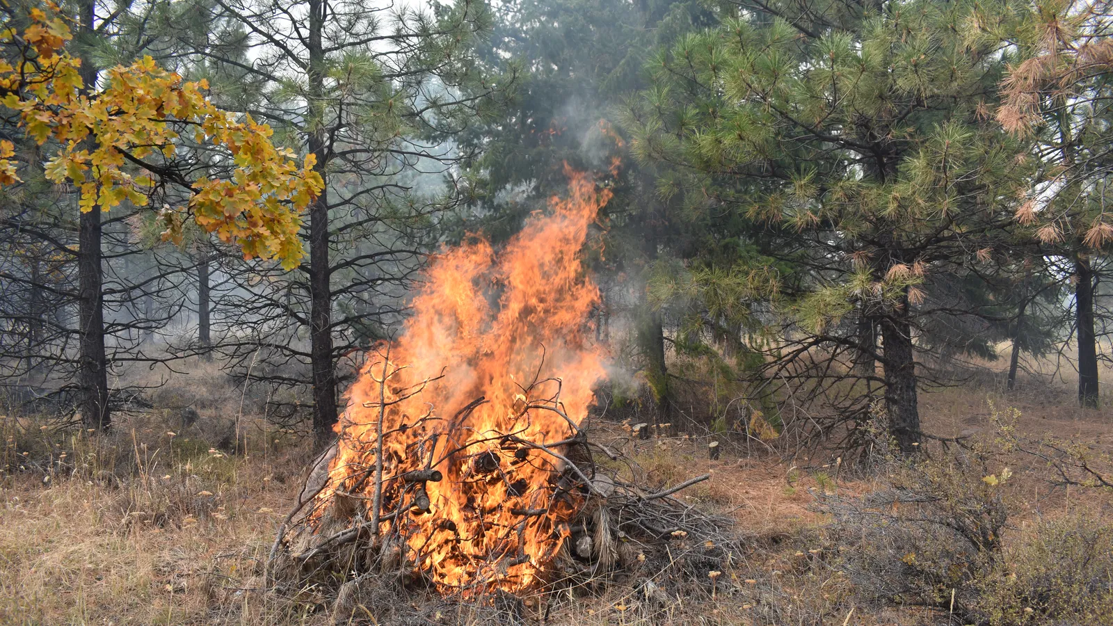 A brush pile burning in a dry wooded clearing, the kind of open fire that takes a burn permit in Hamilton County, TN