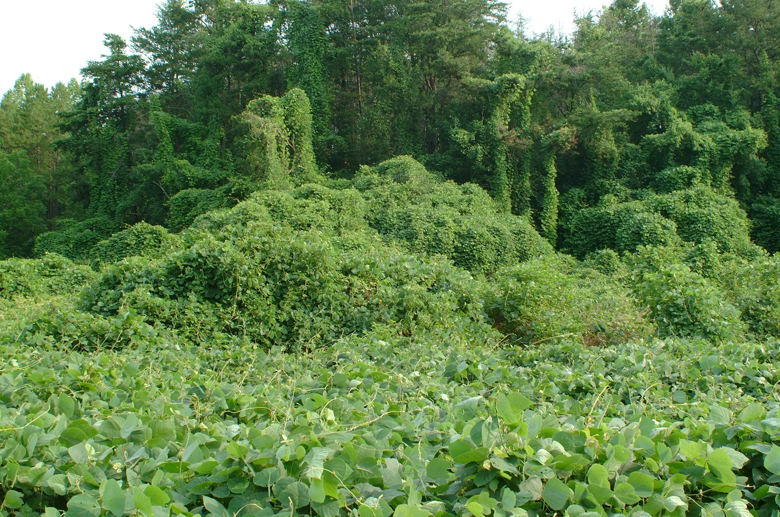 Kudzu and Invasive Plant Removal in Chattanooga, TN