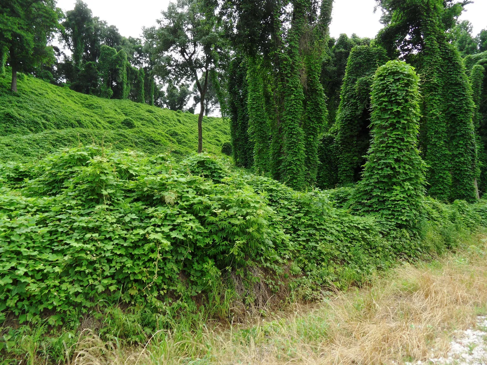 Kudzu vines climbing over trees and brush along a wooded edge