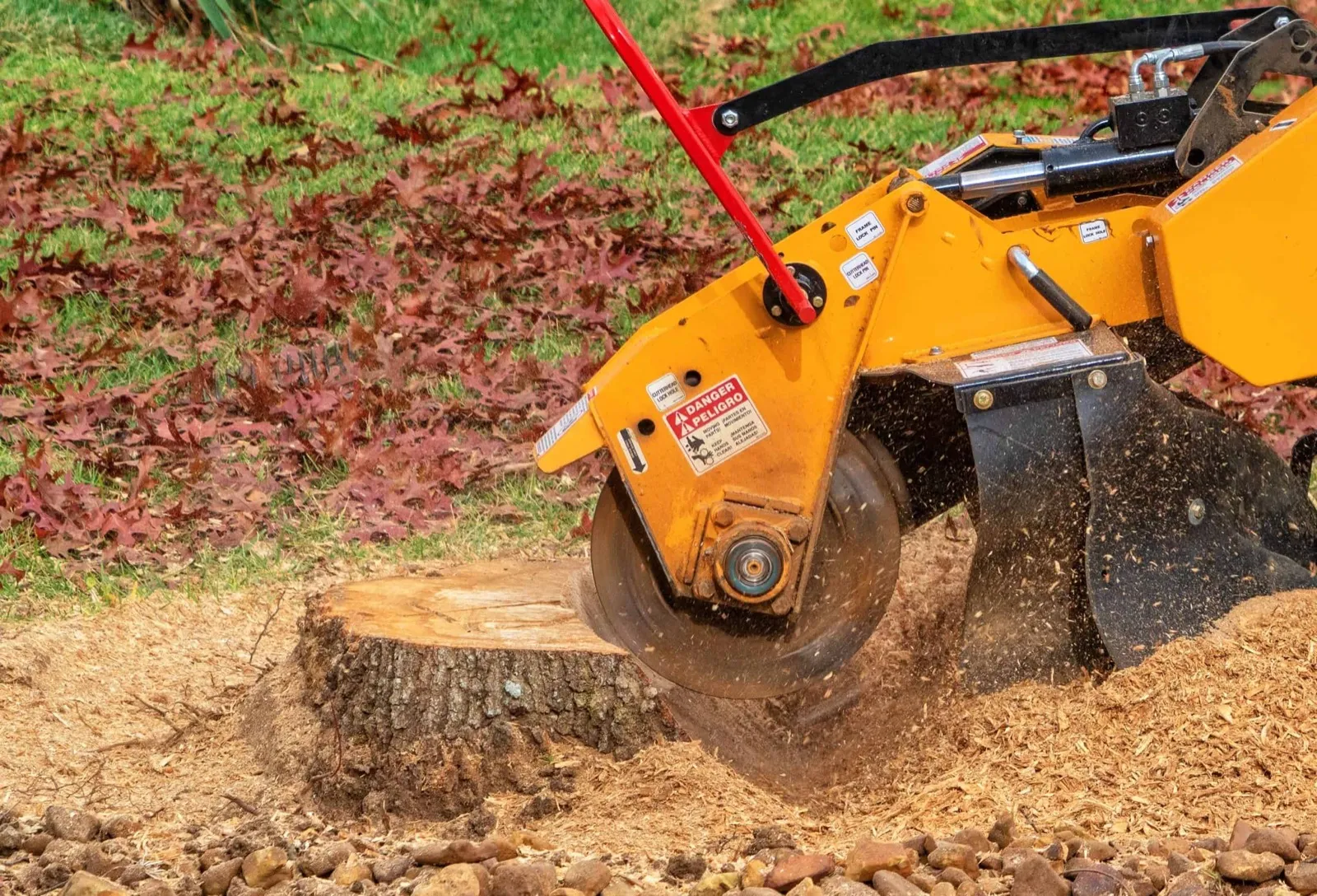 Stump grinder cutting a stump below grade with wood chips flying