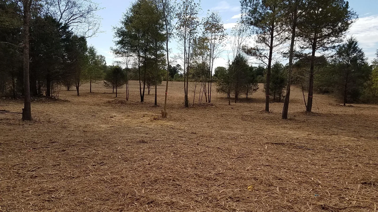 Underbrushing in Chattanooga, TN