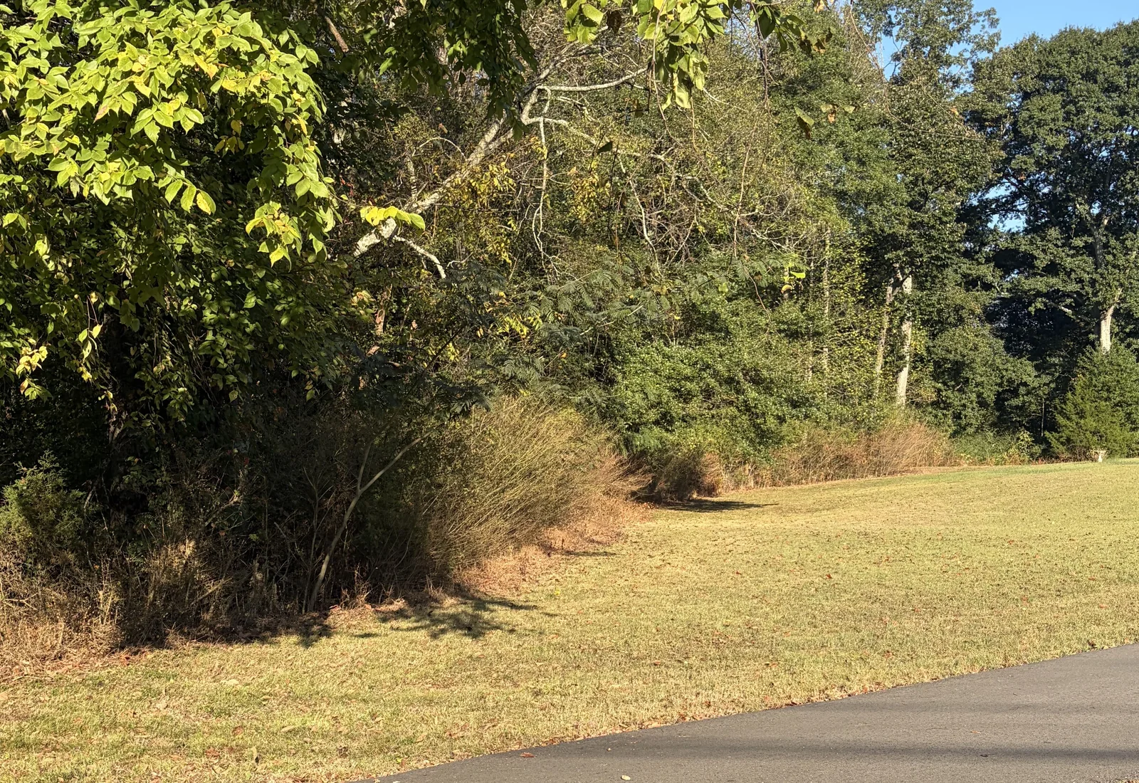 Wood line along a mowed lawn grown up in tall brush and saplings before underbrushing