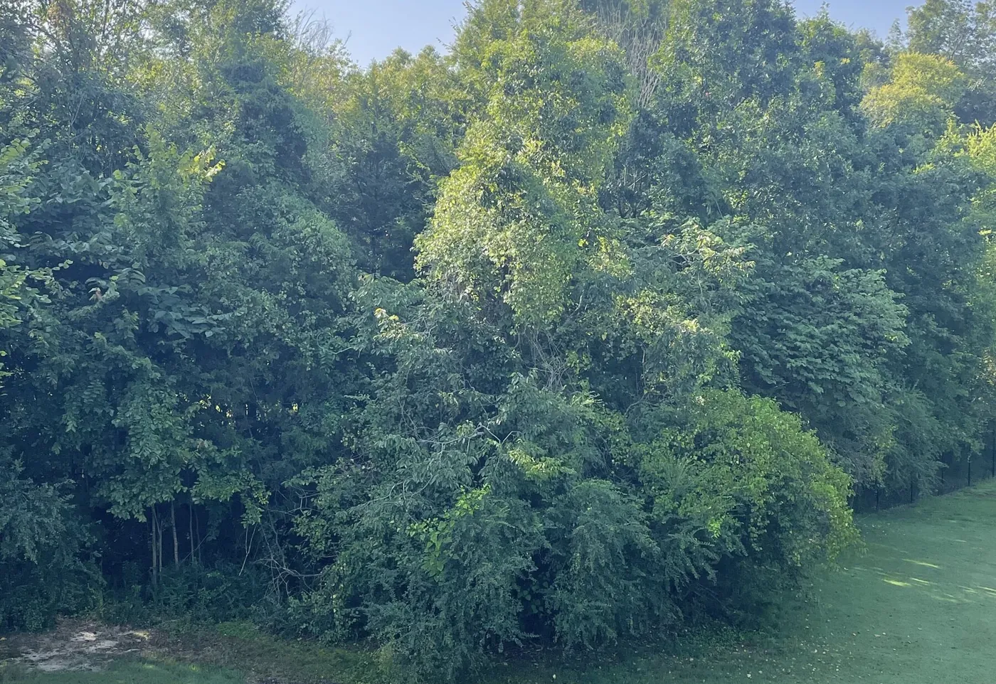 A back property line grown up in privet, brush and vines before clearing